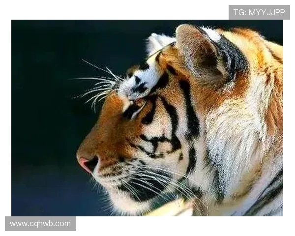 巴林虎与华南虎的生存之争探秘与保护现状分析